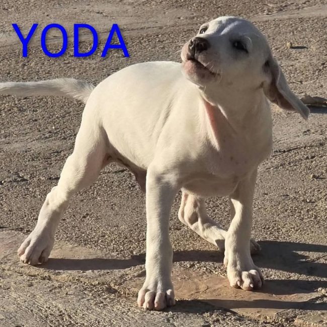 Yoda - Chien à adopter
