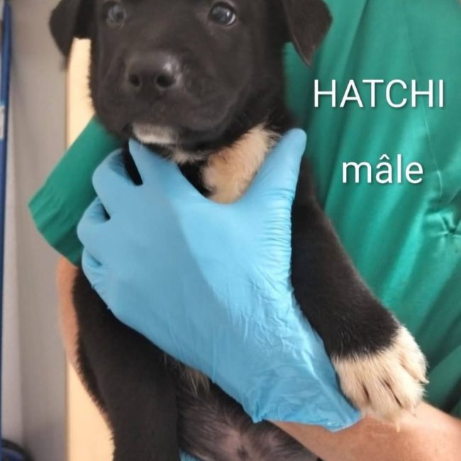 Hatchi