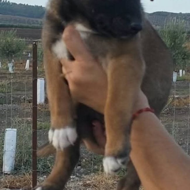 Bentley - Chien à adopter