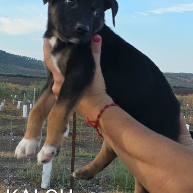 Kalou - Chien à adopter