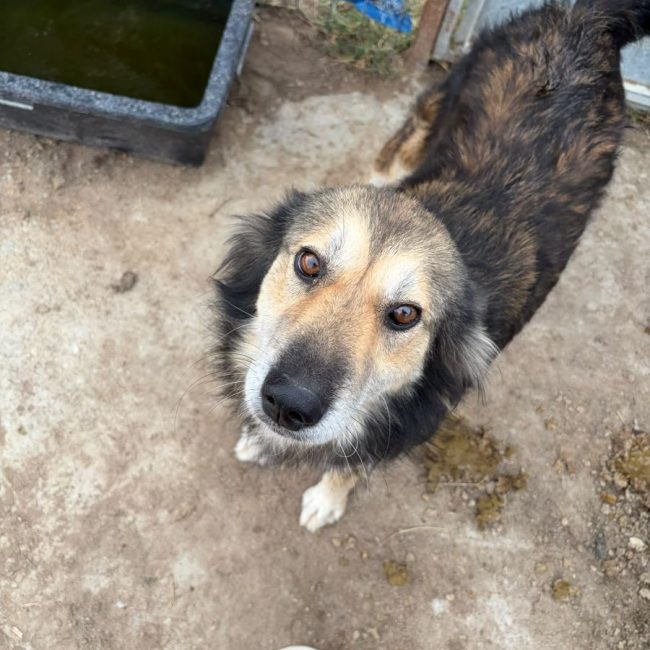 FREDDIE - Chien à adopter