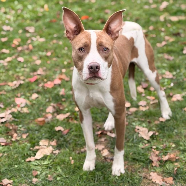 Athena - Chien à adopter