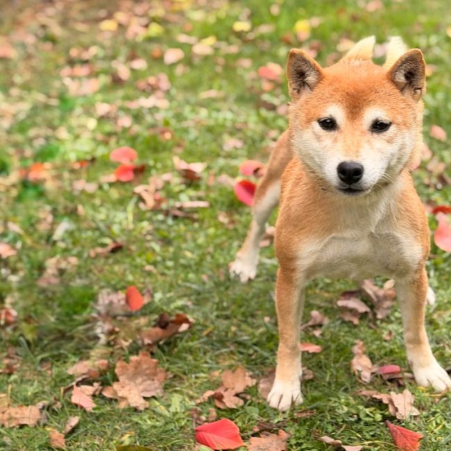 Bella - Chien à adopter
