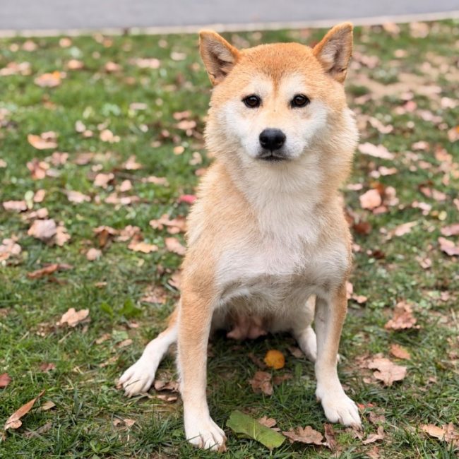 Sumai - Chien à adopter