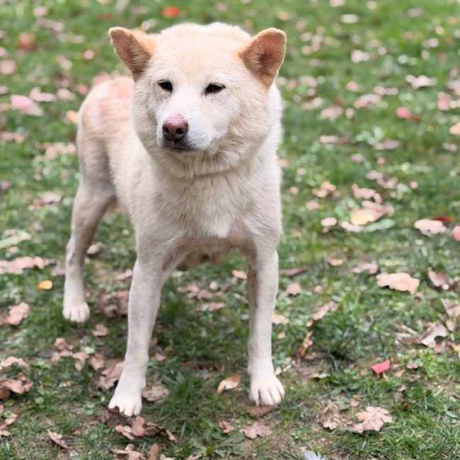 Rockette - Chien à adopter