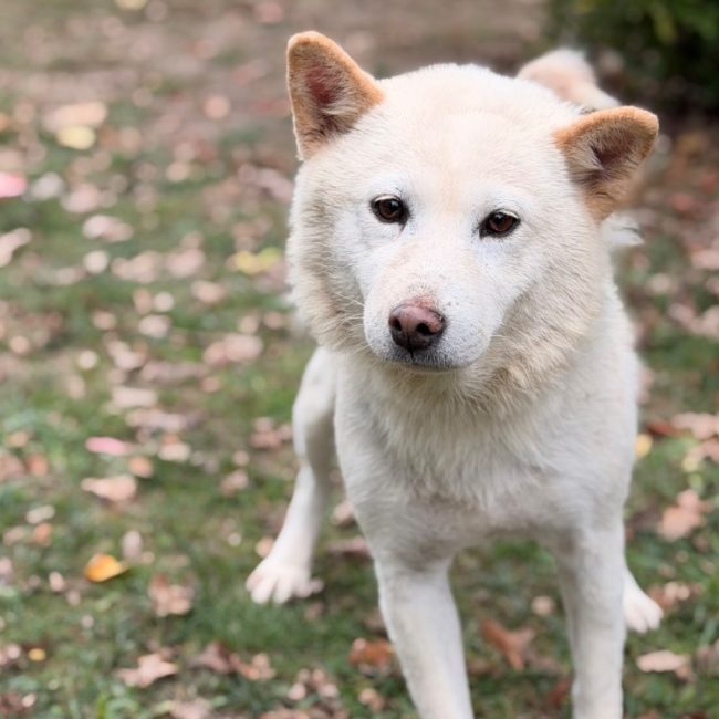 Roxanne - Chien à adopter
