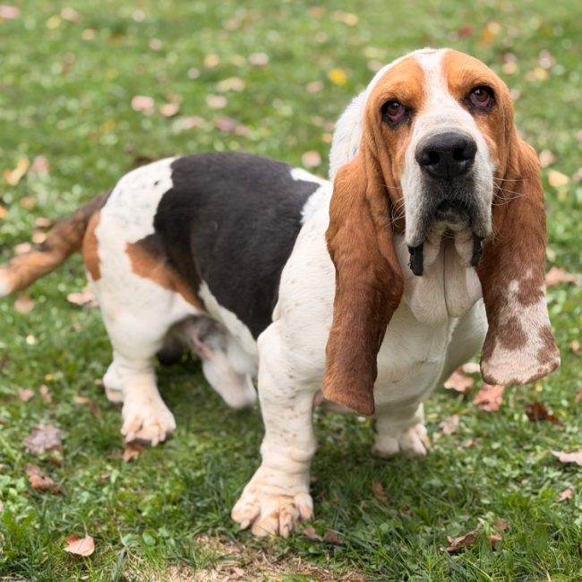 Saucisson - Chien Basset Hound à adopter