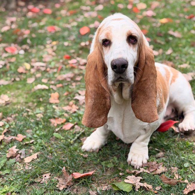 Smouthies - Chien Basset Hound à adopter