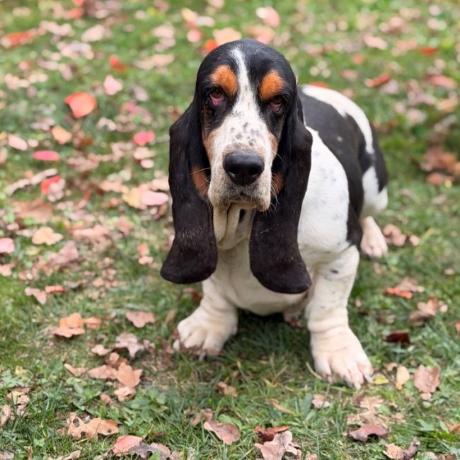 Smarthies - Chien Basset Hound à adopter