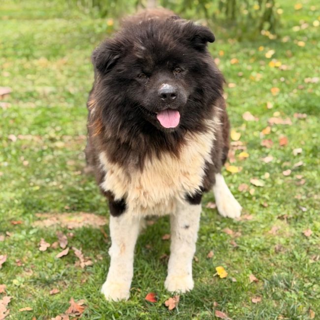 Raven - Chien à adopter