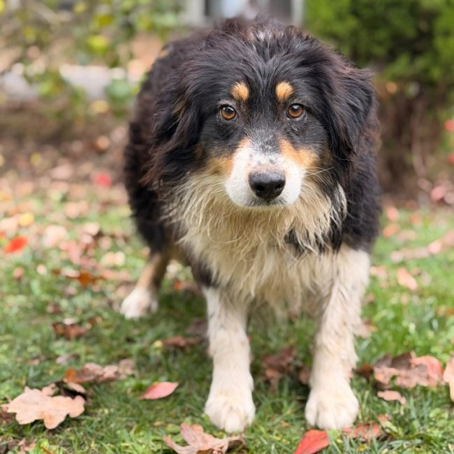 Tixie - Chien à adopter