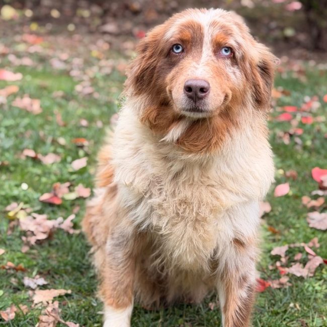 Reaven - Chien à adopter