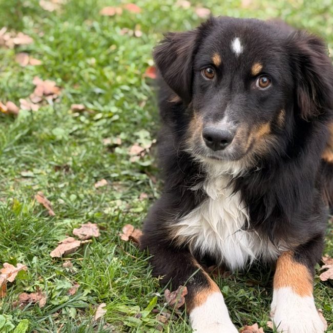 Bernard - Chien Berger Américain Miniature à adopter