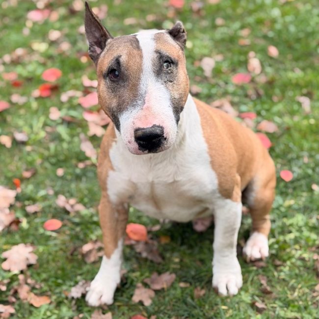 Guyzmo - Chien Bull Terrier à adopter