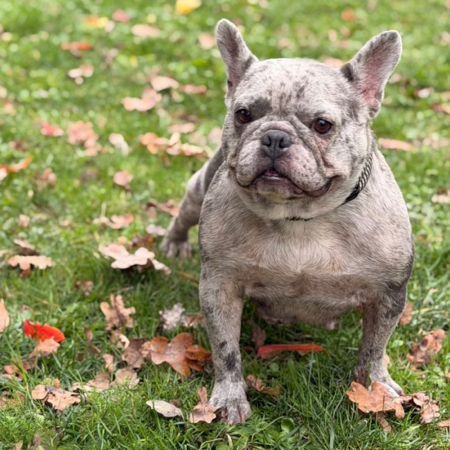 Umy - Chien Bouledogue Français à adopter