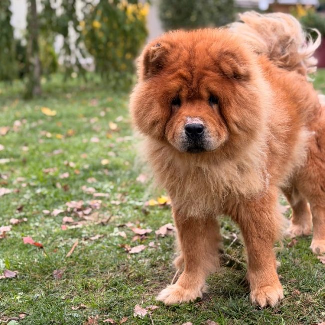 Choup's - Chien Chow Chow à adopter