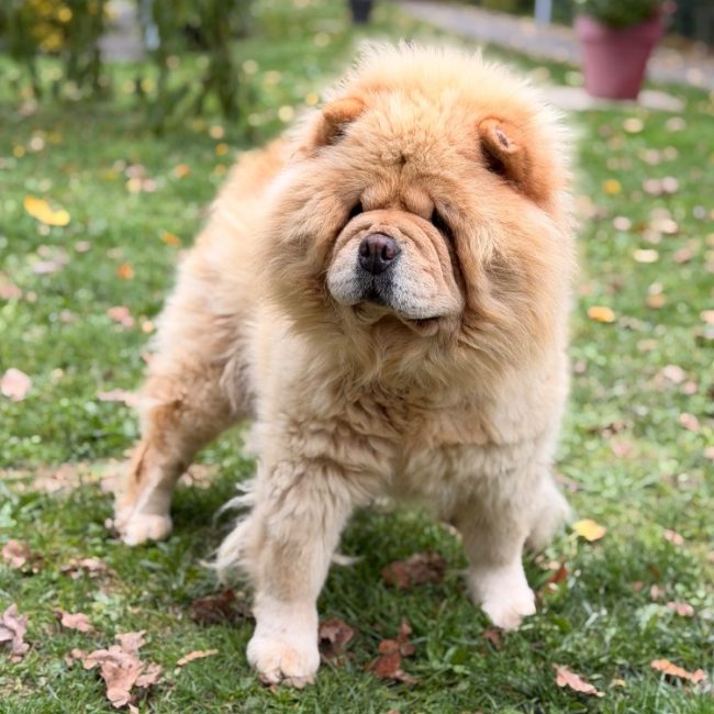 Bella-donna - Chien Chow Chow à adopter