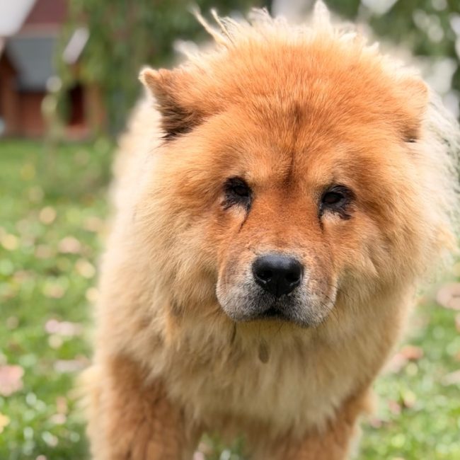 Sybelle - Chien Chow Chow à adopter