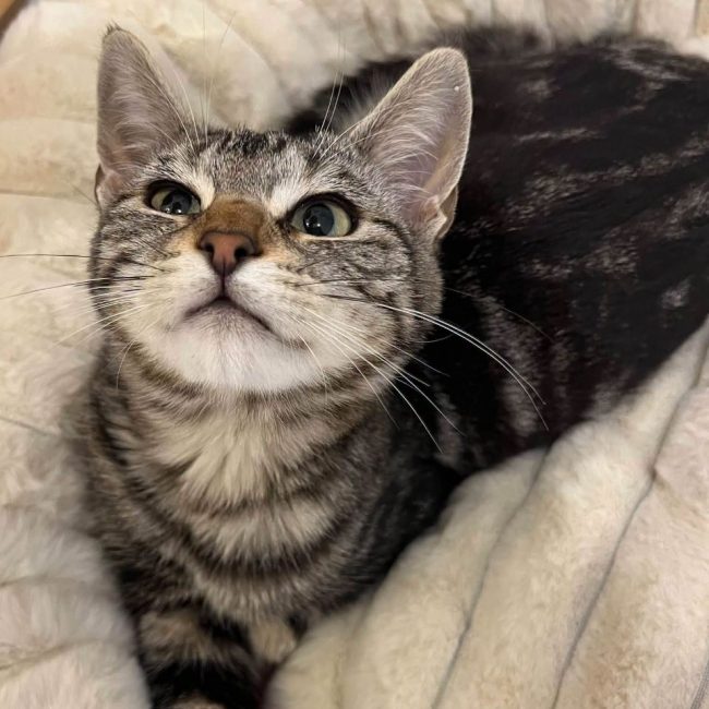 Goyave - Chat Européen à adopter