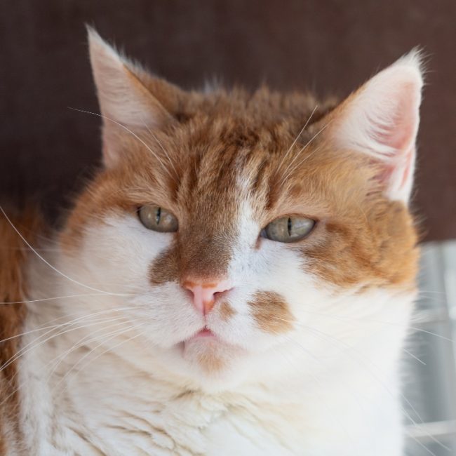Isidor - Chat à adopter