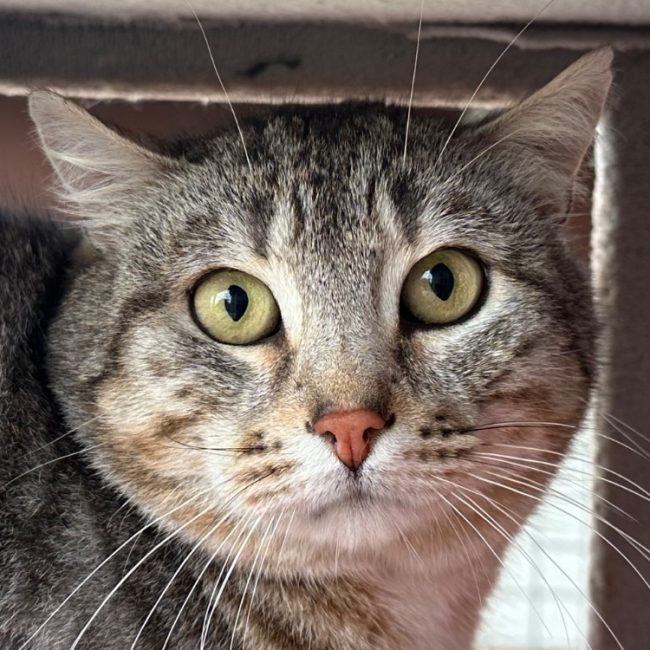 Zeyn - Chat Européen à adopter