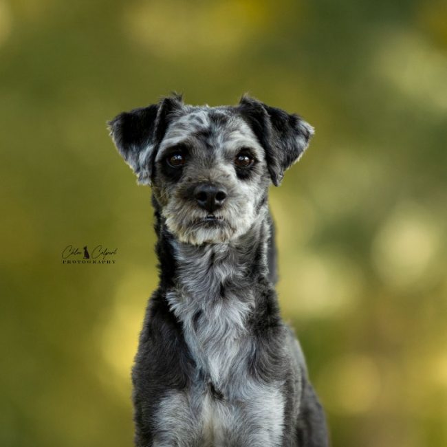 Cookie - Chien à adopter