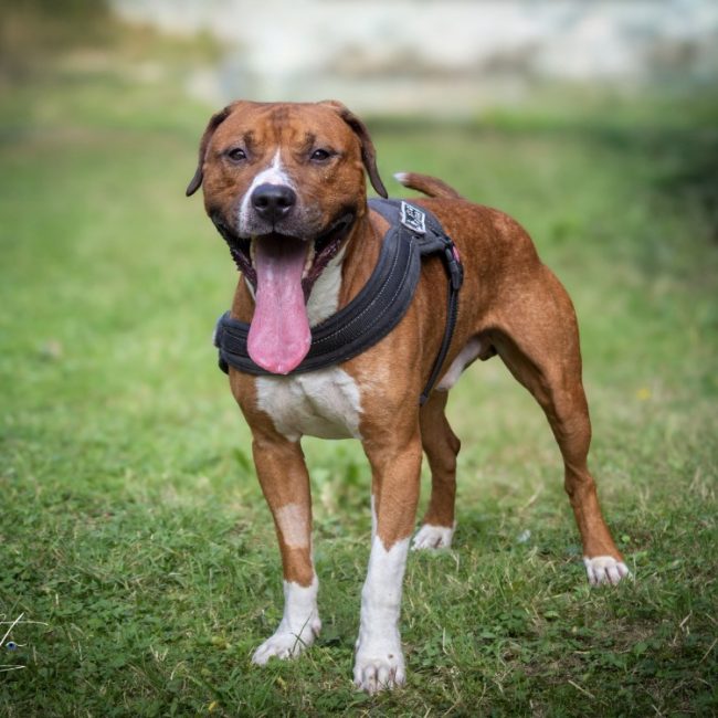 Junior - Chien Boxer à adopter