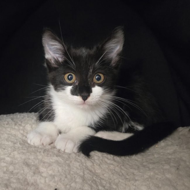 Stella