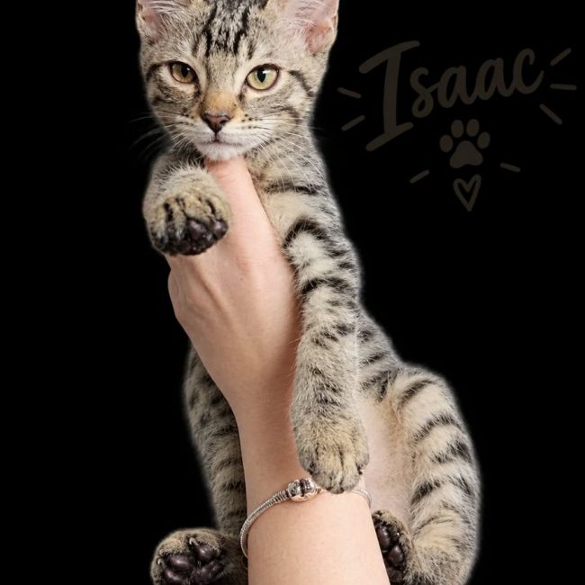 isaac - Chat à adopter