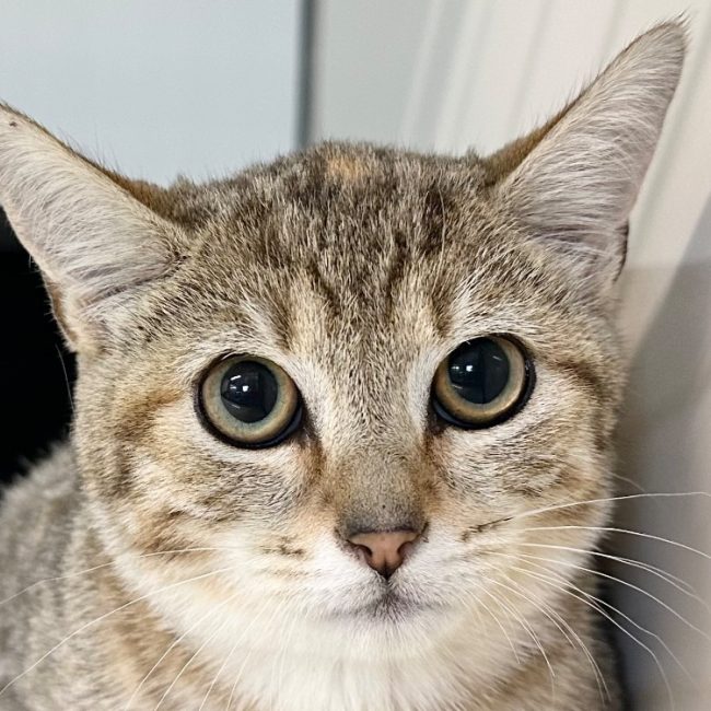 Jiu - Chat Européen à adopter