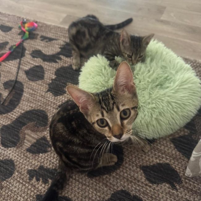Gumby - Chat à adopter