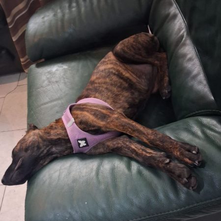 Stormy - Chien Berger Belge Malinois à adopter