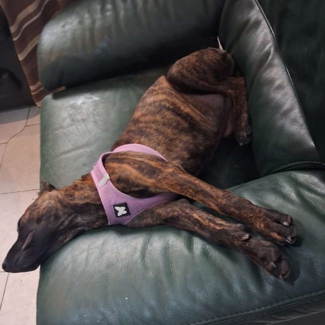 Stormy - Chien Berger Belge Malinois à adopter