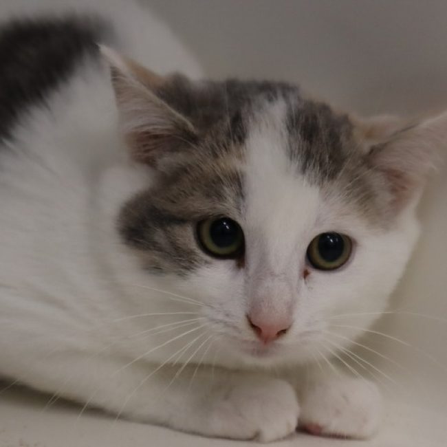 Samya - Chat Européen à adopter
