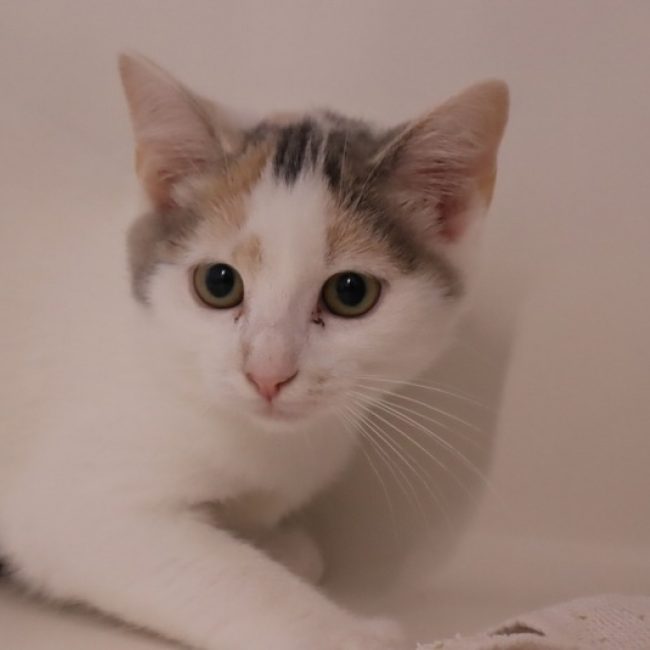 Sara - Chat Européen à adopter