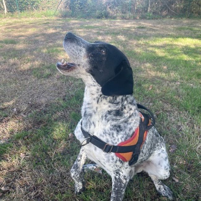 Peter - Chien Epagneul Allemand à adopter