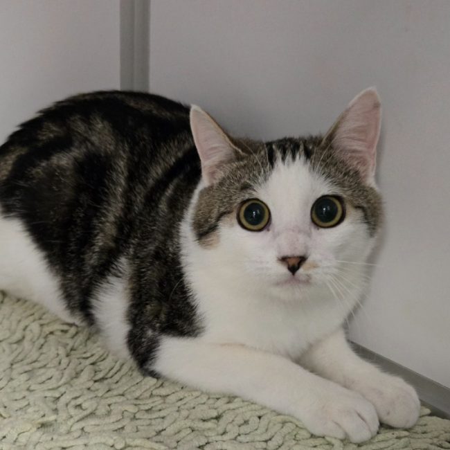 Lupin - Chat Européen à adopter