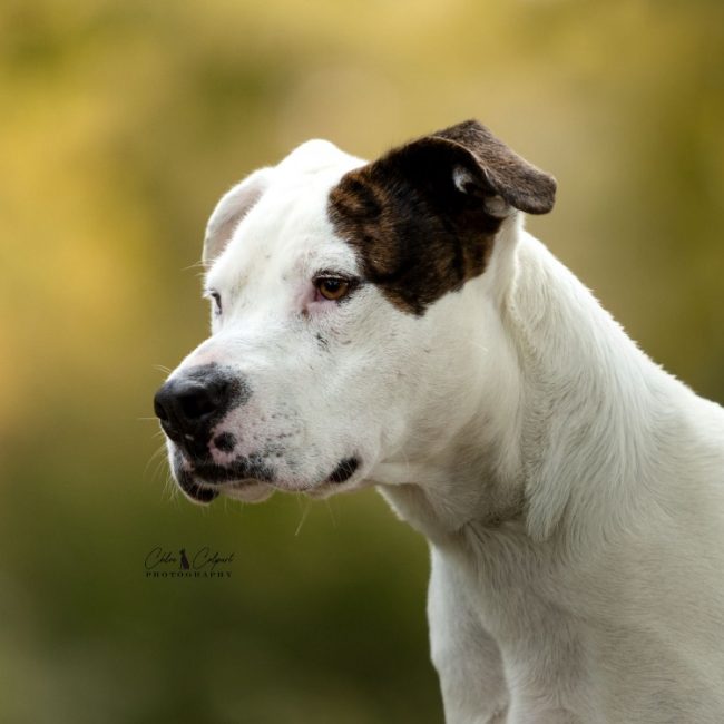 Argos - Chien à adopter