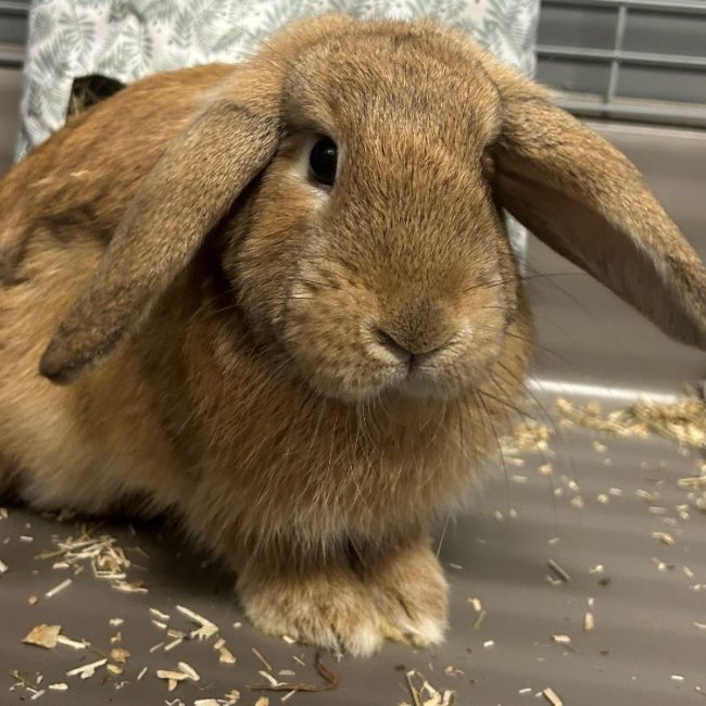 Biscotte - Rongeur Lapin à adopter