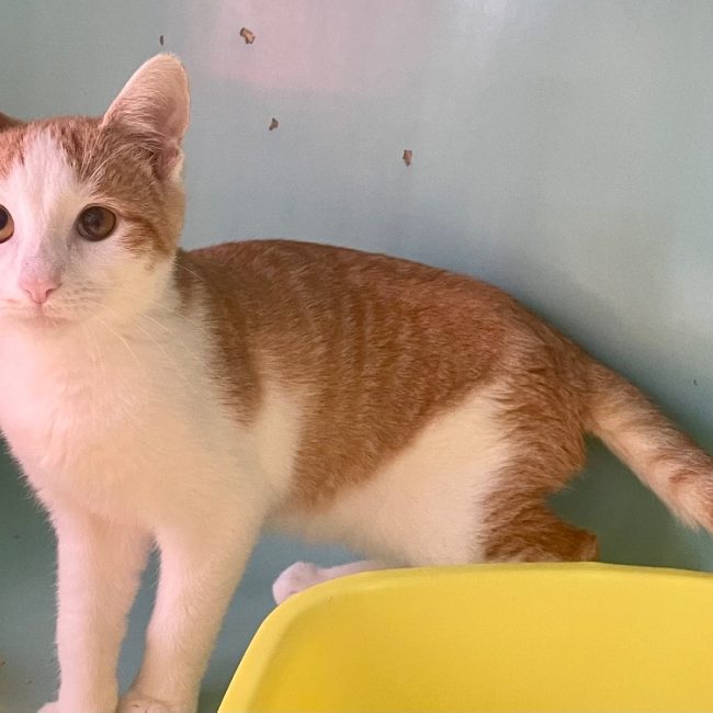 Tao - Chat Européen à adopter