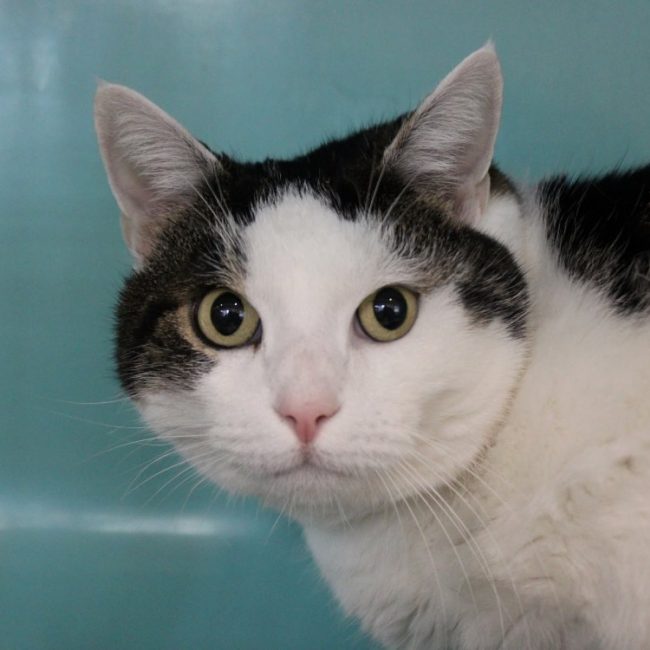 Silver - Chat Européen à adopter