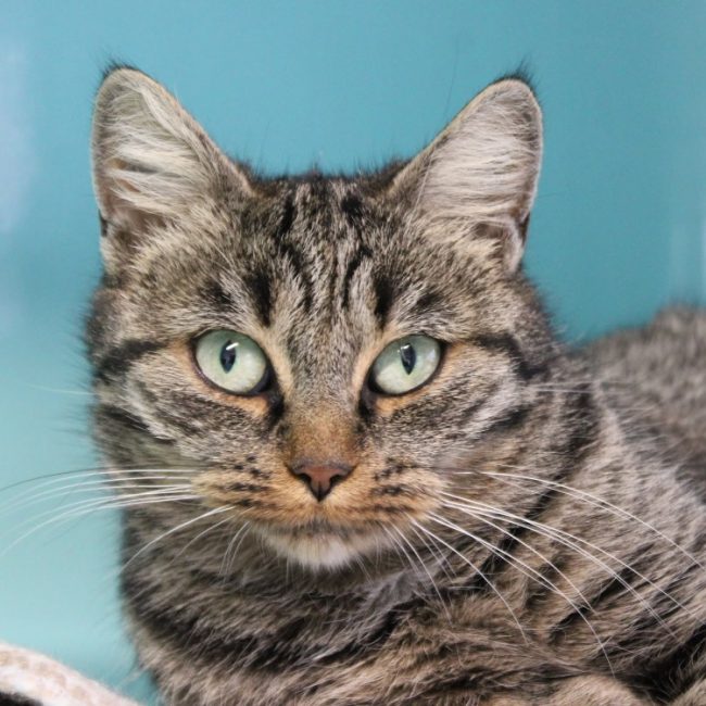 Bulle - Chat Européen à adopter