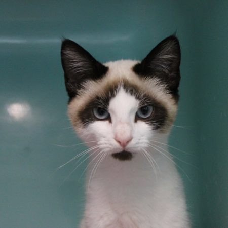 Crumble - Chat Européen à adopter