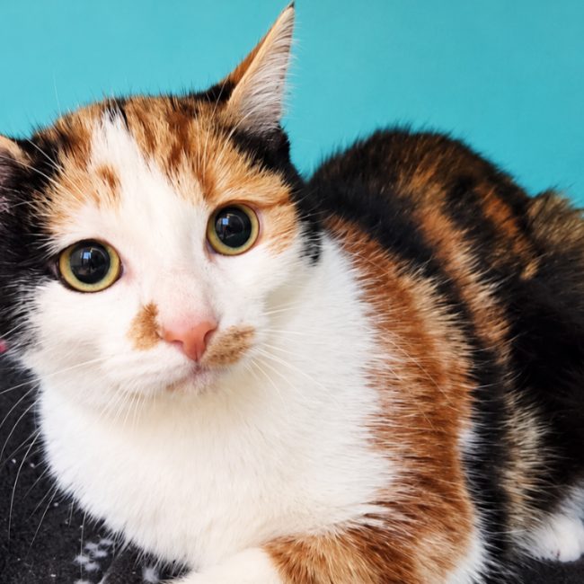 Ally - Chat Européen à adopter