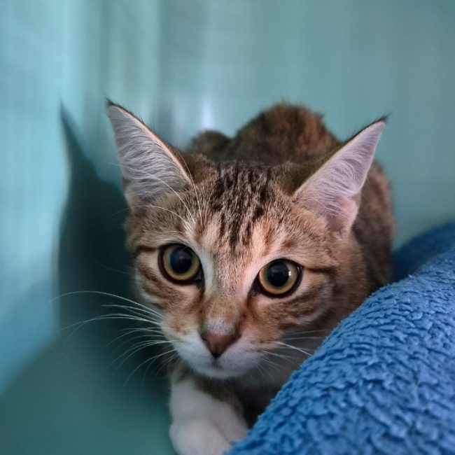 Bella - Chat Européen à adopter