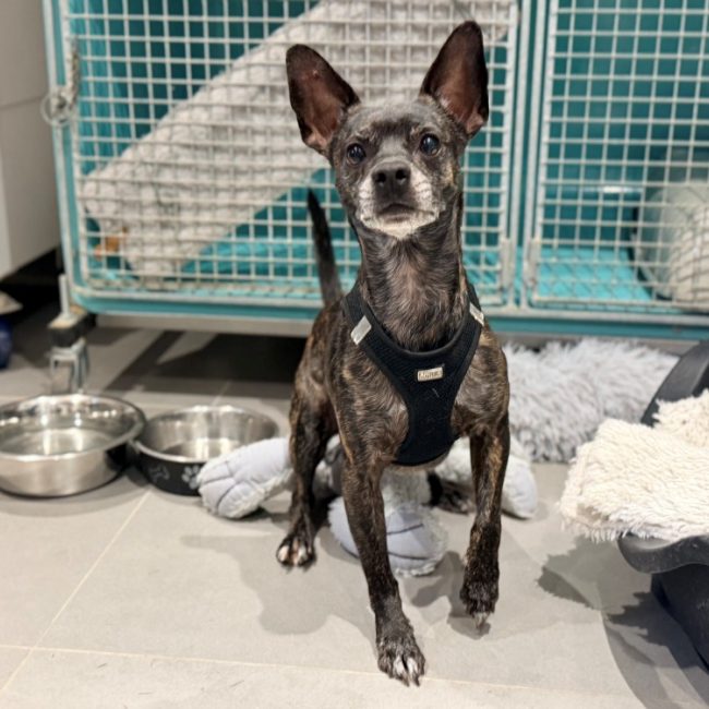 Panda - Chien à adopter