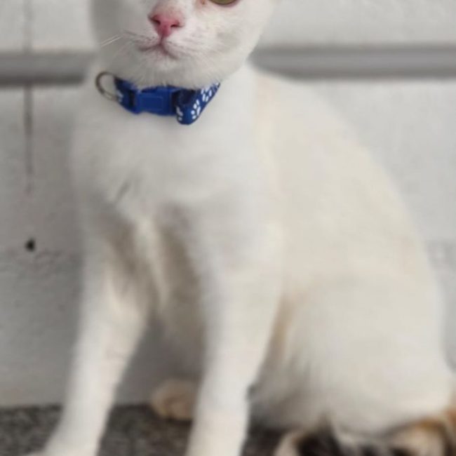 Nina (tricolore) - Chat à adopter