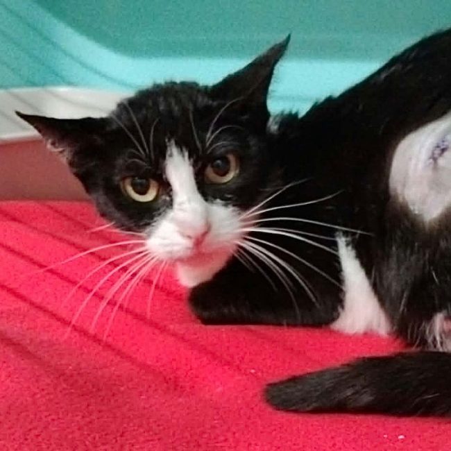 Nami - Chat Européen à adopter