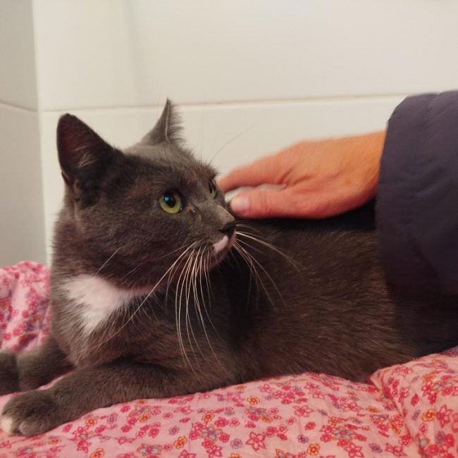 Nebuleuse - Chat Européen à adopter