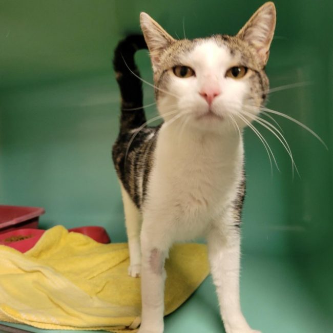 Panache dit winnie - Chat Européen à adopter